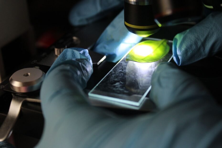 Stem Cell Tourism: Navigating the Risks and Realities — stem cell therapy